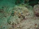 crocodile fish