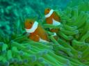 En daar is nemo!