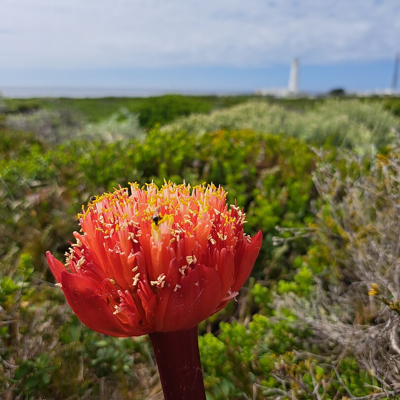 Funky flower