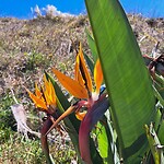 Strelitzia