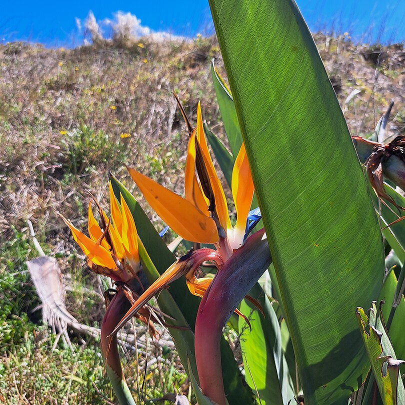 Strelitzia