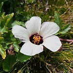 Bloem bij de zee