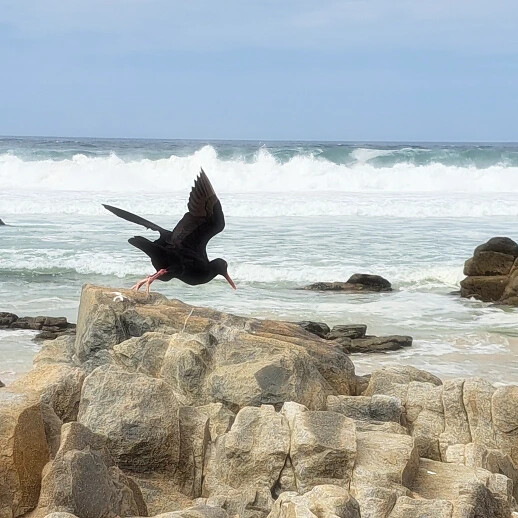 Oystercatcher