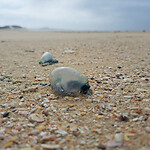 Bluebottles