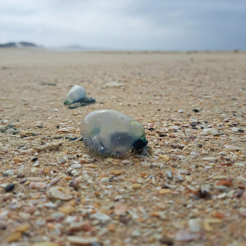 Bluebottles