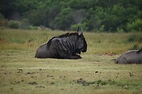 wildebeest