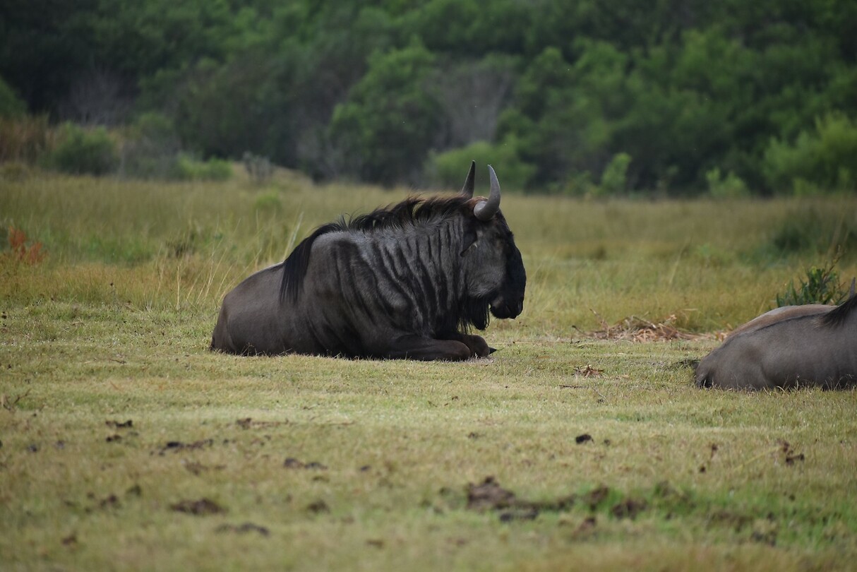 wildebeest
