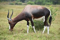 blesbok