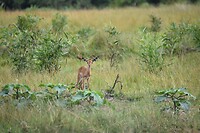 babyimpala