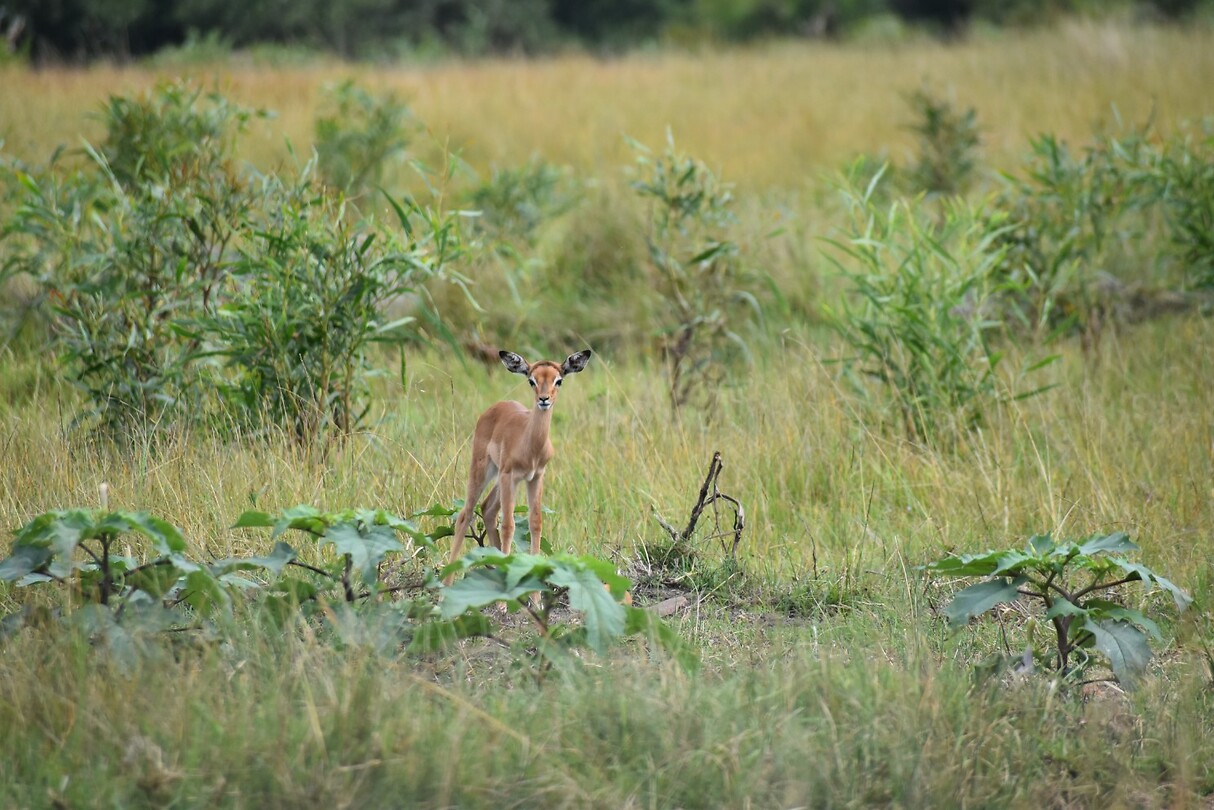babyimpala