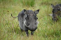 pumba2