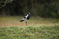 plover