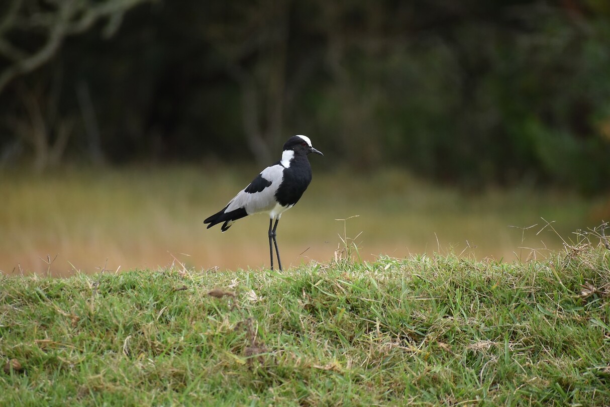 plover