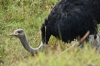 ostrich