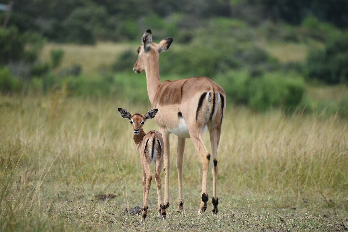 impalas