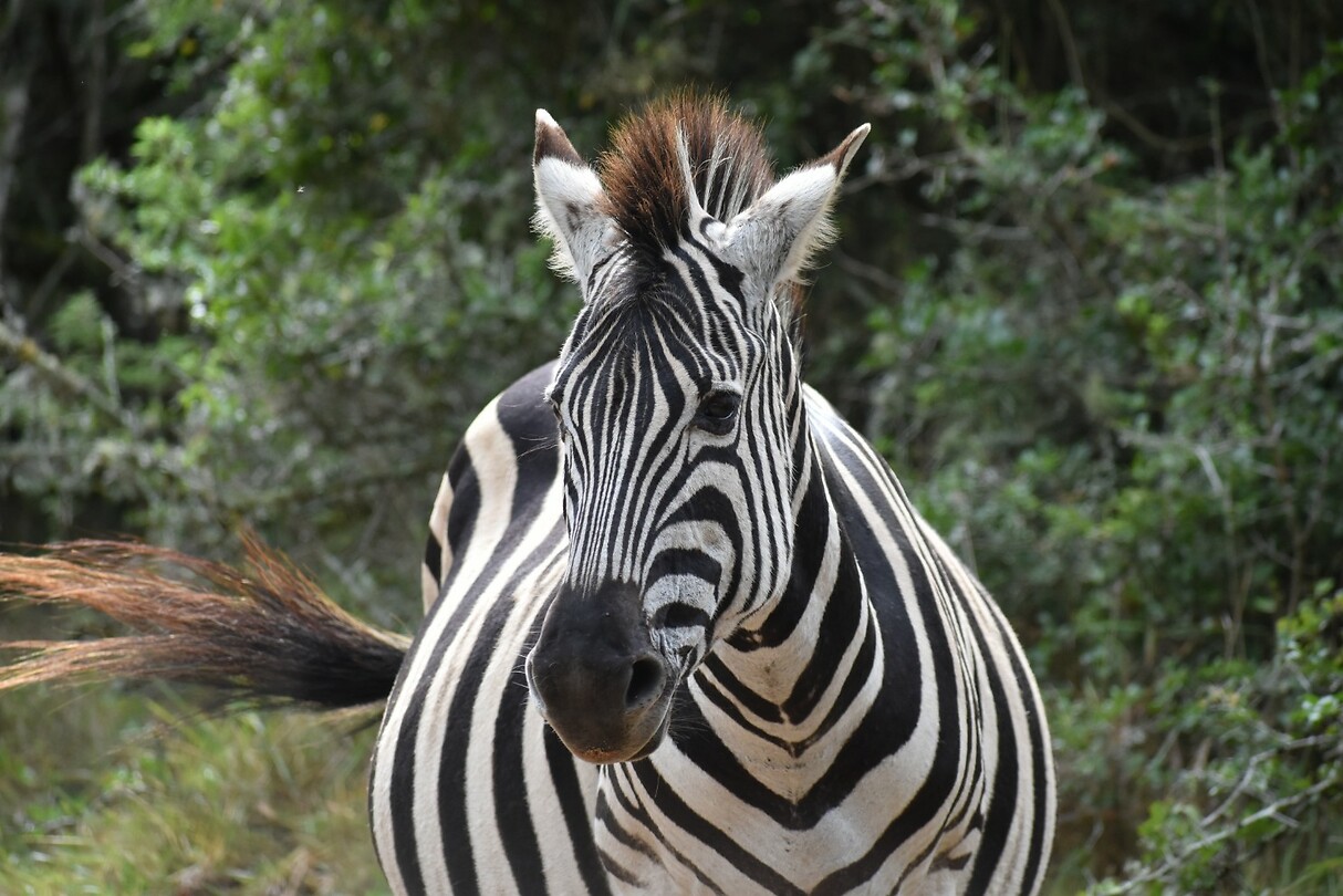 pregnantzebra