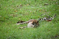 cheetah
