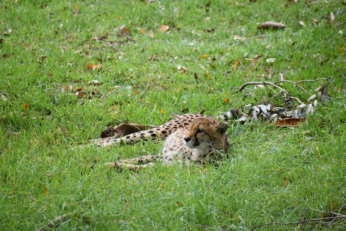 cheetah