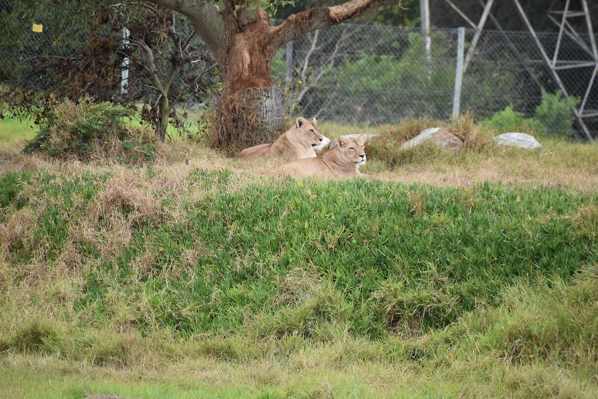 lions