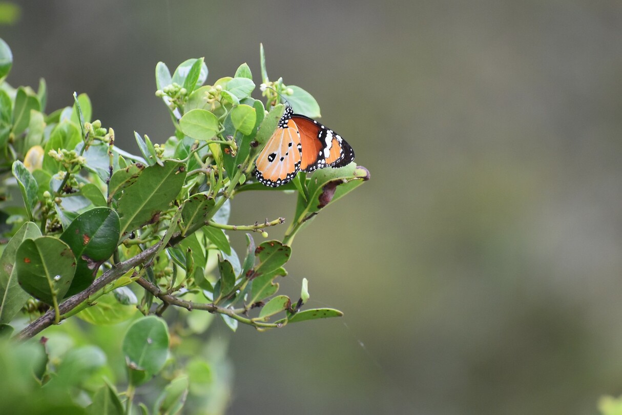 butterfly