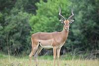 impala male