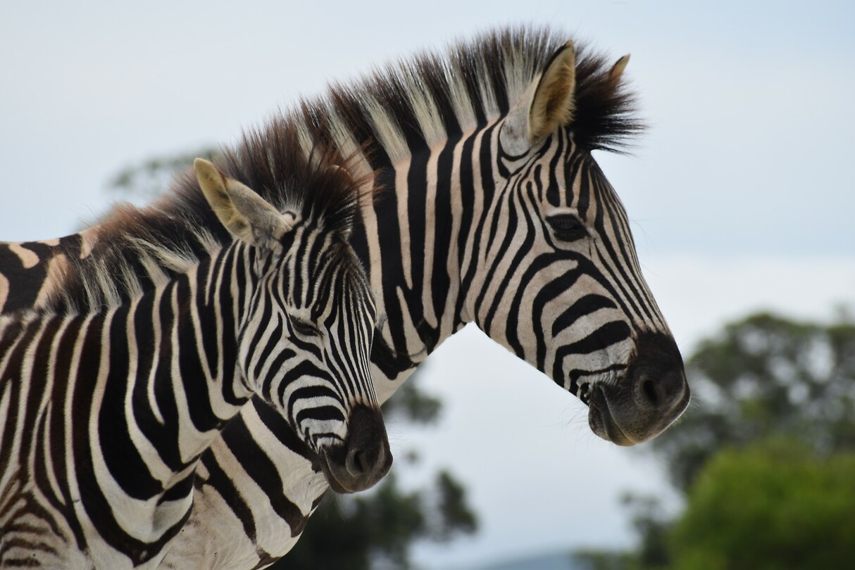 zebra
