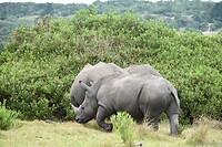 rhinos