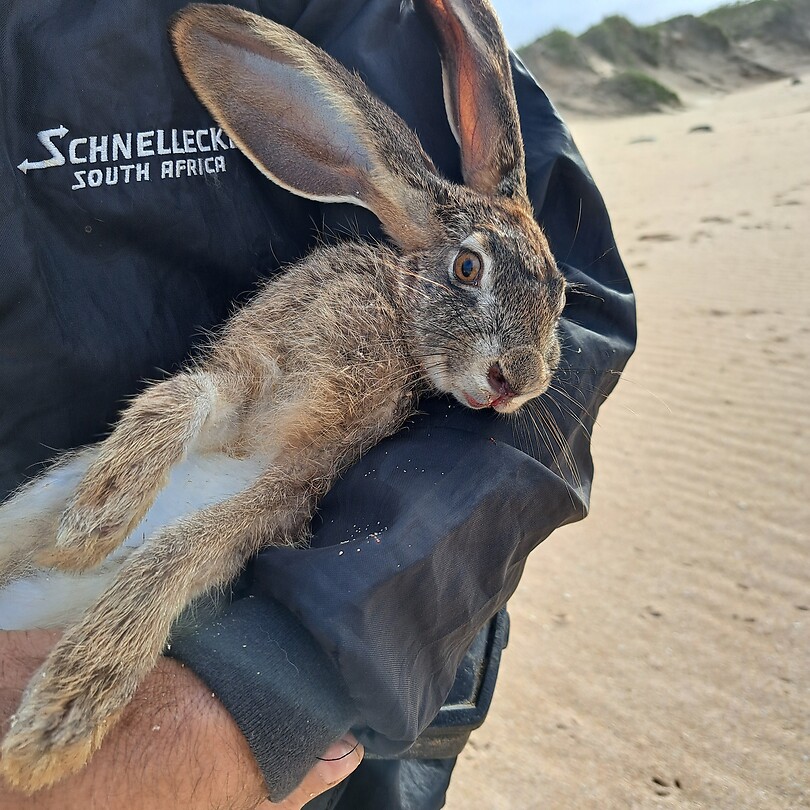 The hare