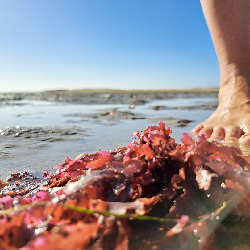 Low tide life