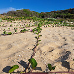 Flowers on the beach