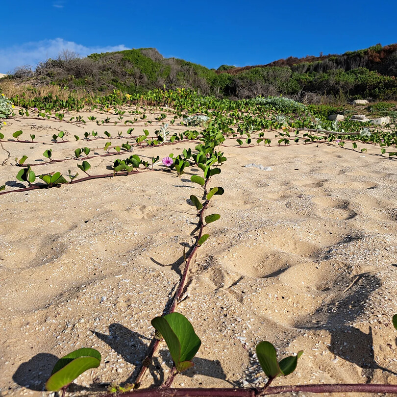 Flowers on the beach