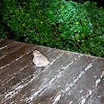 Big frog on the deck 🤯