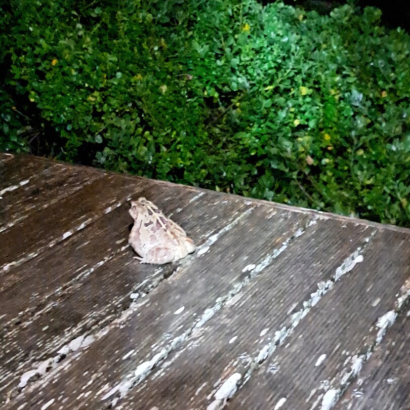 Big frog on the deck 🤯