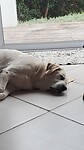 visitor dog