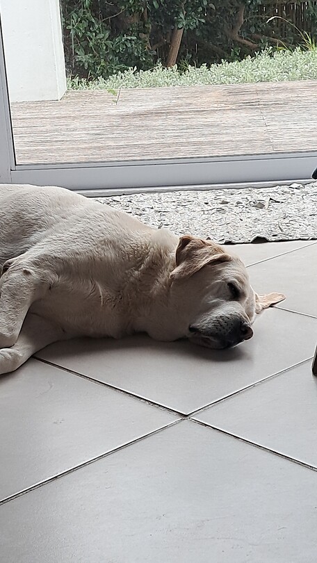 visitor dog