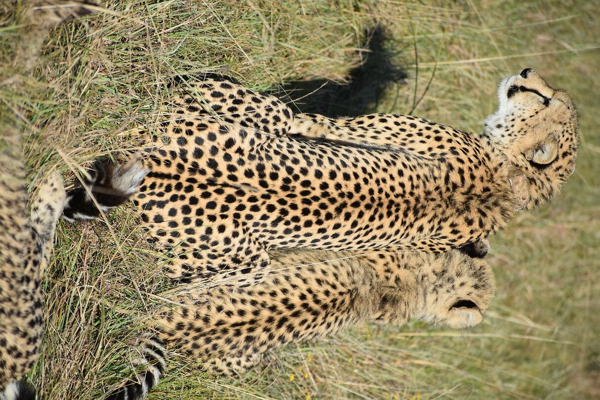 cheetah2
