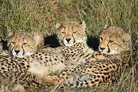 cheetah1