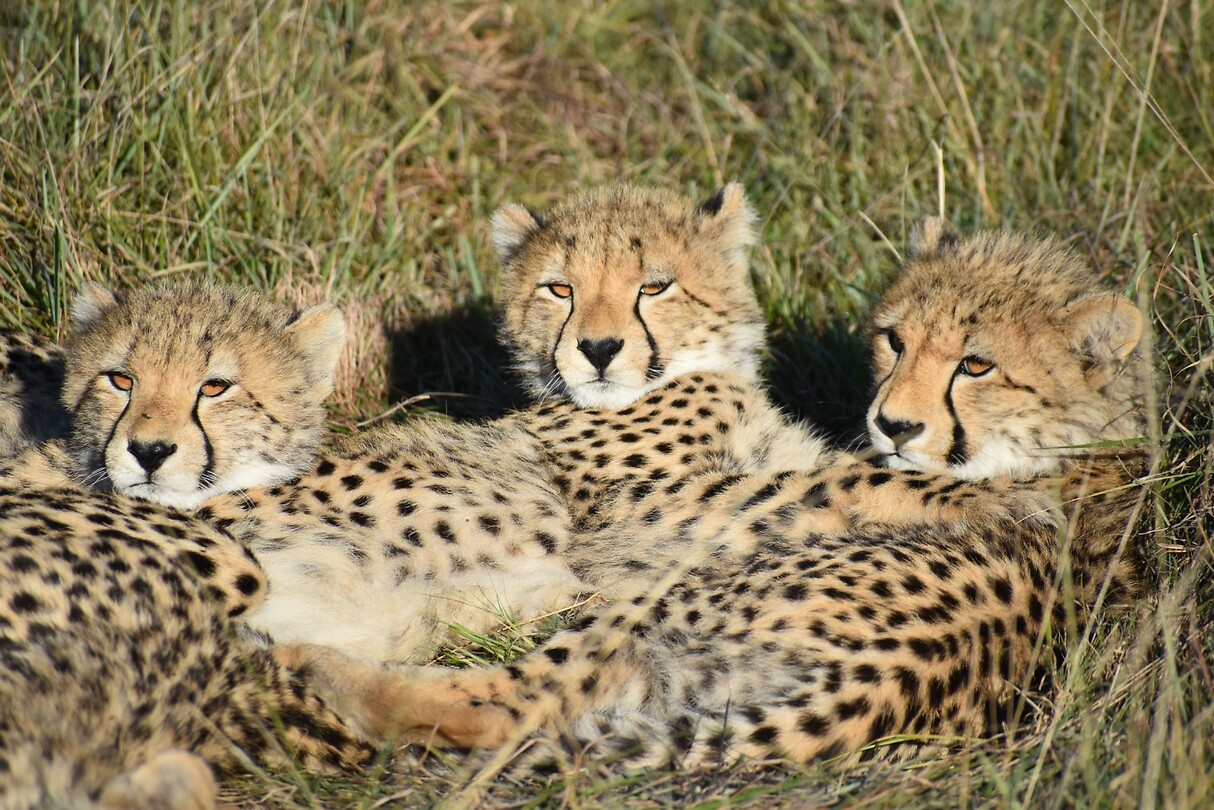 cheetah1