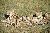 cheetah