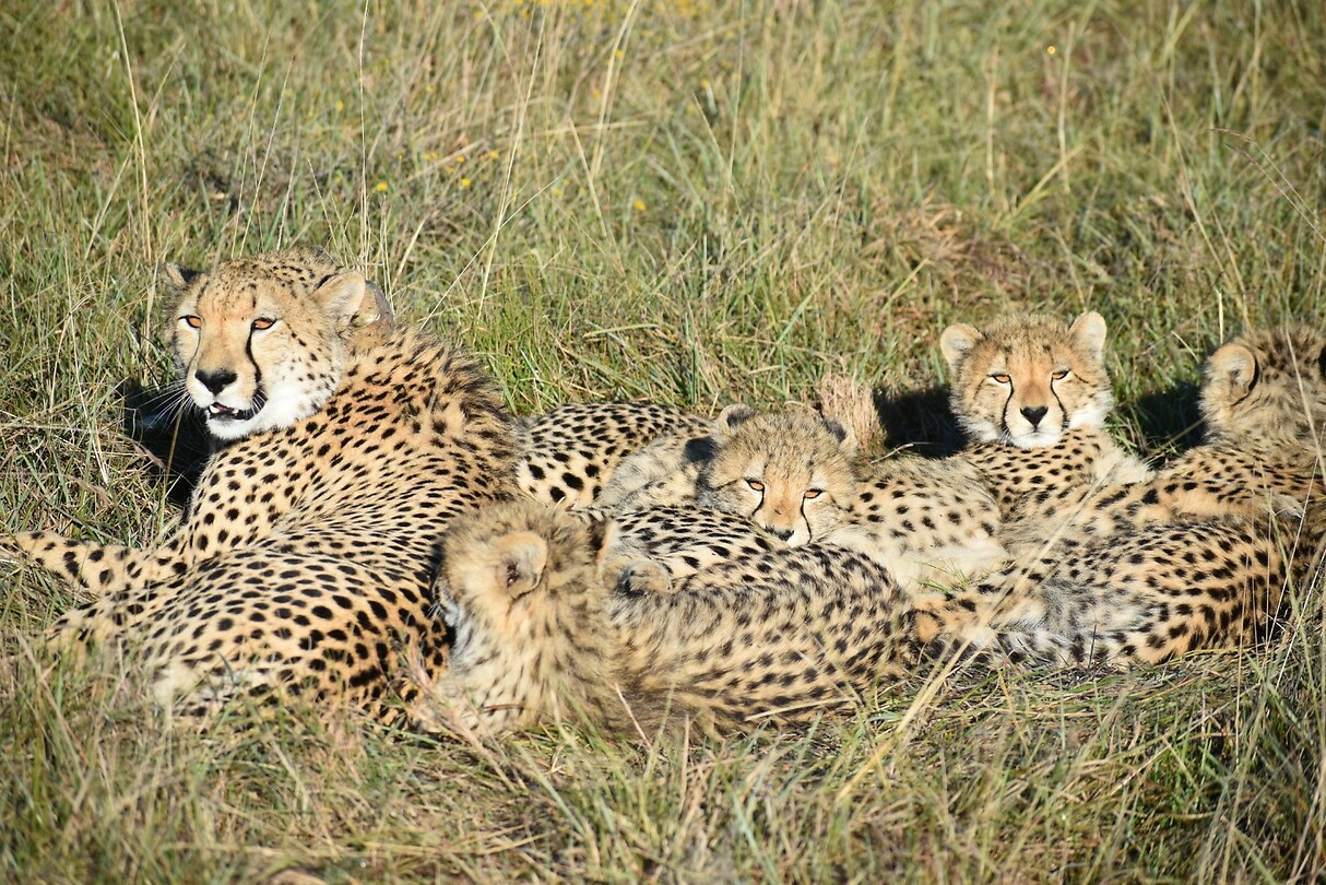 cheetah
