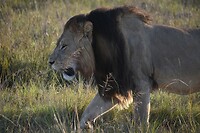 male lion