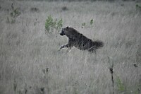 hyena