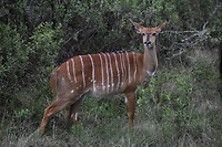 nyala1