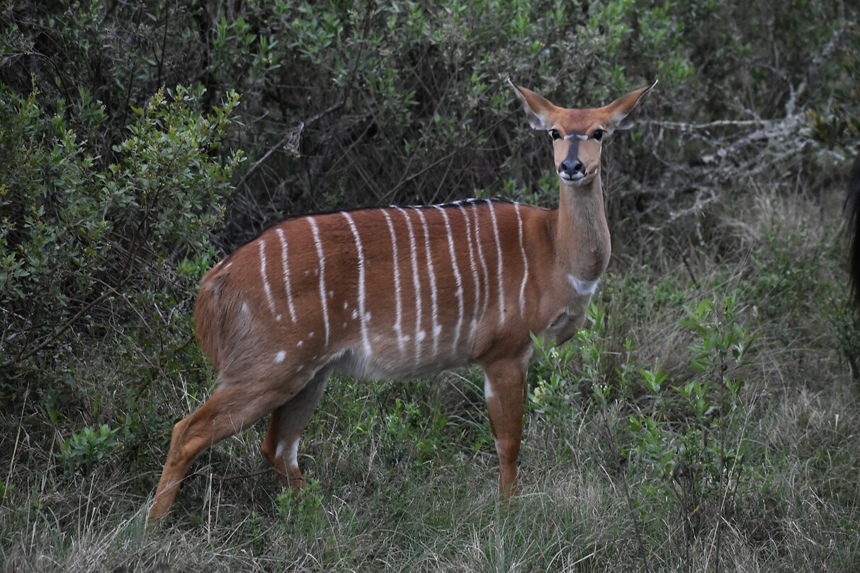 nyala1