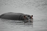 hippo