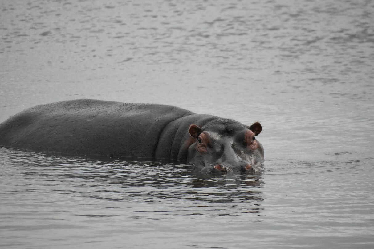 hippo