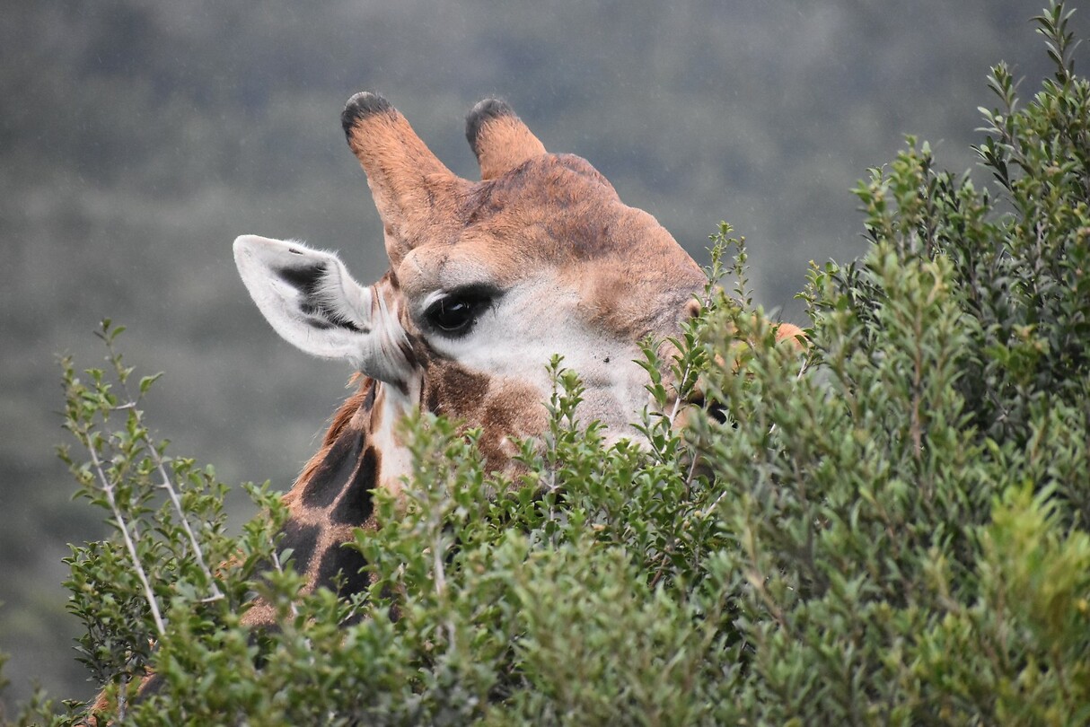 giraffe1