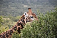 giraffe