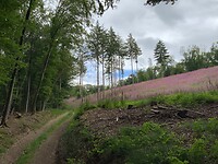 IMG_1248