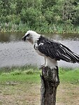 Lammergier